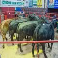 Cattle Show and Sale (13)